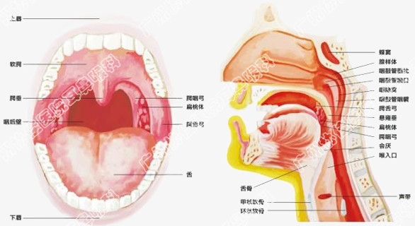 科技重塑健康，腺样体肥大手术价格全新体验及新生活展望