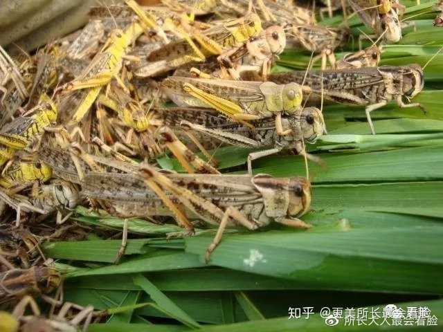 最新蝗虫疫情，挑战中的应对与信心之光