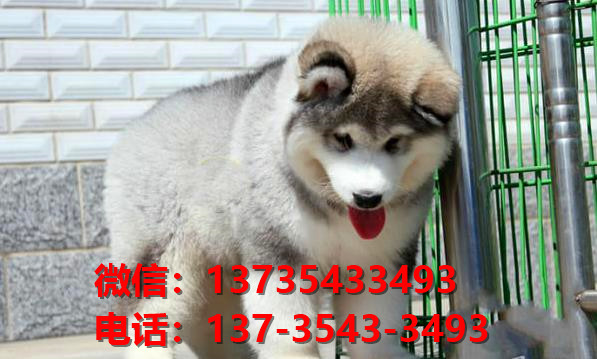 成都狗市最新地址揭秘